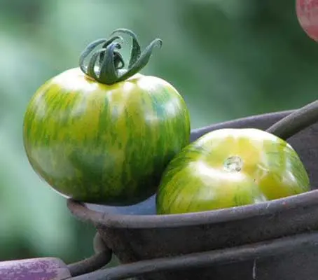 This gorgeous, tangy Green Zebra has become one of the most recognised tomatoes in the Heirloom trade.