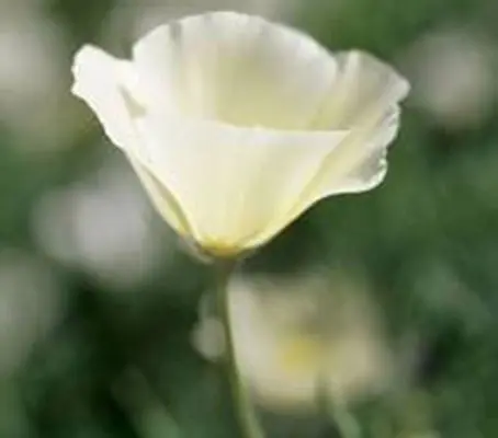 Eschscholzia californica 'Ivory Castle'-0