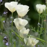 Eschscholzia californica 'Ivory Castle'-17036