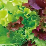 This classic mix of lettuce varieties can be used for both baby leaf or for growing to maturity.