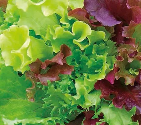 This classic mix of lettuce varieties can be used for both baby leaf or for growing to maturity.