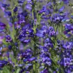 Penstemon barbatus 'Twizzle Blue' -0