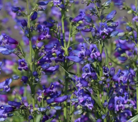 Penstemon barbatus 'Twizzle Blue' -0