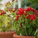 Pepper, Chili Pepper 'Piccante a Mazzetti'-17252