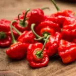 Pepper, Chili Pepper 'Scotch Bonnet'-17264