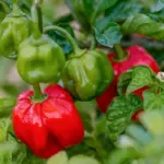 Pepper, Chili Pepper 'Scotch Bonnet'-0