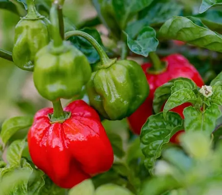 Pepper, Chili Pepper 'Scotch Bonnet'-0