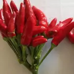 Pepper, Chili Pepper 'Piccante a Mazzetti'-17253