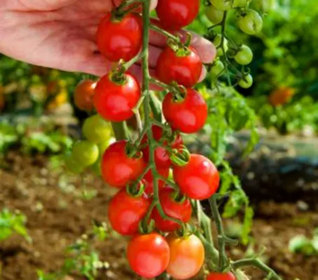 Tomato 'Sugar Grape' is very vigorous variety that produces large trusses of sweet fruits that have an excellent flavour.