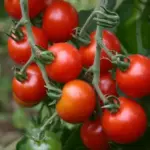 Also known as 'Zuckertraube' it produces Cocktail sized fruts, just a little bit bigger than regular cherry tomatoes.