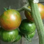 Intended for greenhouse growing, Tigerella can also be cropped outdoors.