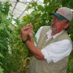 ‘Green Zebra' was first introduced in 1983 by Tom Wagner, a private tomato and potato breeder.