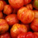 Highly productive and extremely attractive, it has a unique, rich, tangy flavour and the stripes give it outstanding eye appeal.