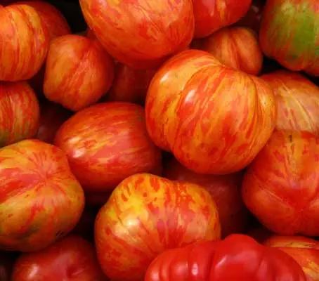Highly productive and extremely attractive, it has a unique, rich, tangy flavour and the stripes give it outstanding eye appeal.