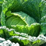 Cabbage ‘Vertus’ produces rounded heads of finely blistered, dark green ruffled leaves