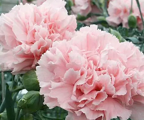 Super tall stems display the most delicate of pale pink flowers.