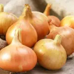 Onion 'Stuttgart', Organic -0
