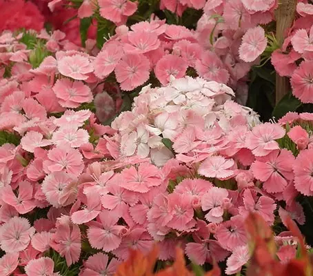 Dianthus barbatus 'Newport Pink'-0