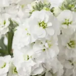 Matthiola incana, 'Avalanche'-0