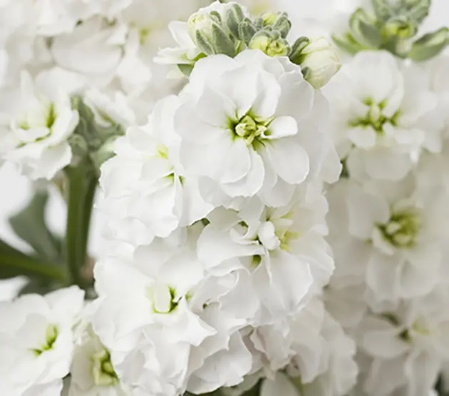 Matthiola incana, 'Avalanche'-0