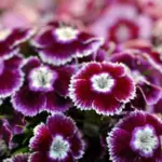 Sweet Williams are one of those lovely old-fashioned flowers, famous for their spicy-scent. The Auricula-eyed Group are irresistible.