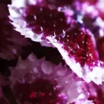 Dianthus barbatus 'Holborn Glory'-17327