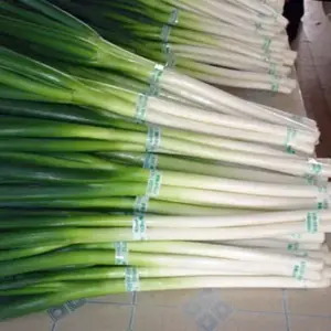 Bunching onion "Ishikura" has a mild, sweet flavour and is strongly reminiscent to the scallion or welsh onion.