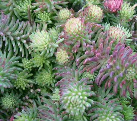 One of the more unusual textured species, Sedum forsterianum ‘Silver Stone’ produces whorls of silver-green foliage