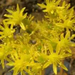 In late summer bright yellow star shaped flowers appear.