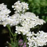 Achilleahave clustered flower heads of tiny white flowers that from a distance look like little patches of snow resting on the grass.