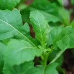 Rocket, Wild Rocket 'Wasabi'-0