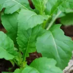 Rocket, Wild Rocket 'Wasabi'-17388