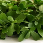 Purslane 'Green Purslane' Organic-0