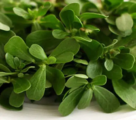Purslane 'Green Purslane' Organic-0