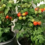 This dwarf stocky bush variety is early and heavy yielding, with large trusses of crimson tomatoes.