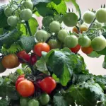 Tomato 'Minibel' has an upright habit that is perfectly suited for a patio container, however, this is no mere ornamental.
