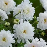 It goes without saying that it is perfect for wedding work.