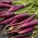 Purple Dragon has quickly established itself as a carrot variety that is going to continue to be very popular in years to come.