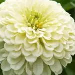 Zinnia elegans 'Isabellina'-0