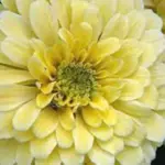 Zinnia elegans 'Isabellina'-17468