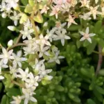 Sedum album 'White Stonecrop'-19328