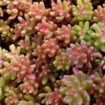 Sedum album 'White Stonecrop'-0