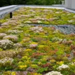 If started early, it forms a nice dense ground cover the very first season.