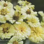 Zinnia elegans 'Isabellina'-17467