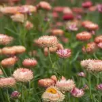 The plants are easy to cultivate and established plants grow well with little or no attention.