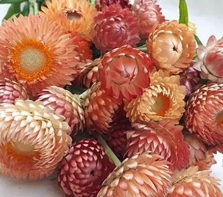 Helichrysum bracteatum is the most well known and is probably the best of all the everlasting flowers.