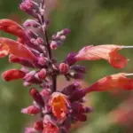 Agastache aurantiaca ‘Apache Sunset’-17498
