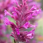 Agastache cana 'Heather Queen' is a particularly beautiful form.