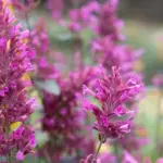 Dark pink tubular flowers that are carried on 60cm tall stems.