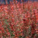 Agastache aurantiaca ‘Apache Sunset’-0